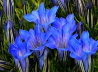 Good sized blue flowers